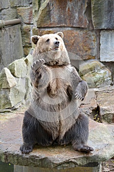 The common bear Ursus arctos Linnaeus sits on its hind paws with its paw up