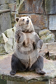 Común un oso se sienta sobre el su trasero patas su pata arriba 