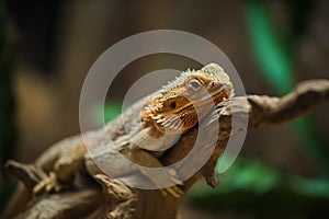 Common bearded dragon Pogona barbata on wood