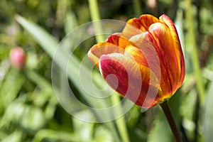 Common beautiful spring red tulip in bloom in the garden