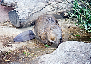 The common beaver is a semi aquatic animal a mammal of the rodent order its fur is beautiful