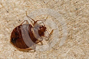 Common Bed Bug photo