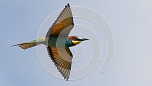 Common bee-eater, European bee-eater, Merops apiaster. Bird in flight