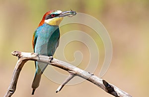 Common bee-eater, merops apiaster. Bird with prey