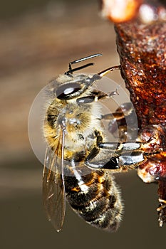 Common bee eating sap / Apis mellifera