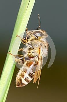 Common bee resting on grass / Apis mellif