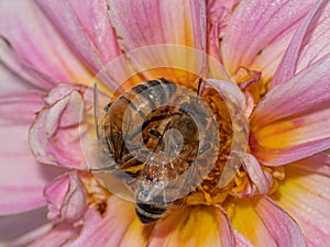 A common bee savoring a pink dahlia\'s nectar in close-up