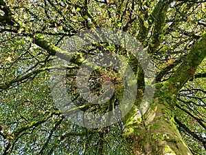 Common beech Fagus Sylvatica