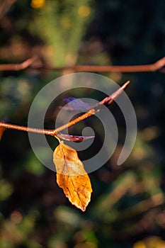 Common Beech (Fagus sylvatica) in the Autumn early morning sun