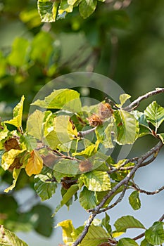 Common beech (fagus sylvatica) nuts
