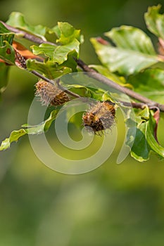 Common beech (fagus sylvatica) nuts