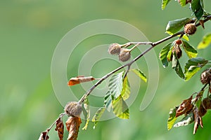 Common beech (fagus sylvatica) nuts