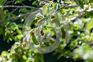 Common beech (fagus sylvatica) nuts