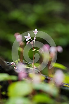 Common begonia flower, Begonia crenata