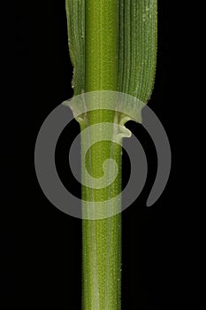 Common Bent Agrostis capillaris. Leaf Sheath Closeup
