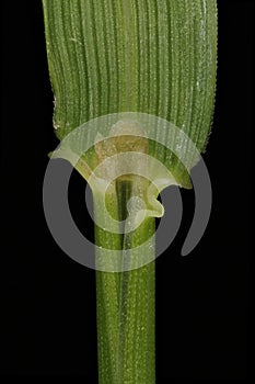 Common Bent Agrostis capillaris. Ligule Closeup