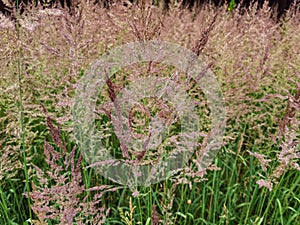 Common bent meadow grass, Agrostis capillaris.