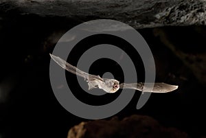 Common bent-wing bat, cave bat