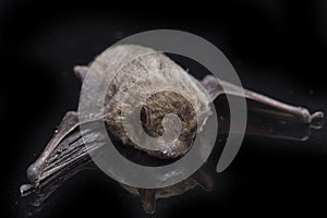 The common bent-wing bat, Schreibers` long-fingered bat, or Schreibers` bat Miniopterus schreibersii isolated on black backgroun