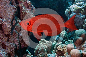 Common bigeye in red sea, Priacanthus hamrur