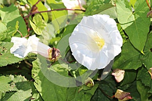 Common Bindweed