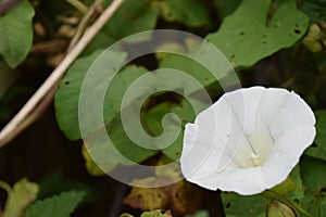 Common Bindweed in the hedgerow