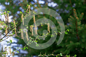 Common birch Betula verrucosa blooming