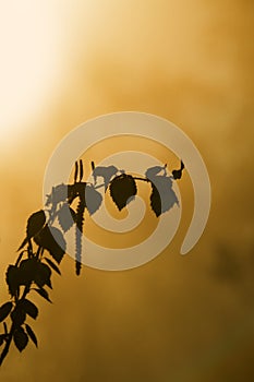 common birch (Betula verrucosa) blooming