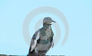 A common bird behind a huge blue sky