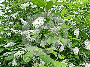 Common bird cherry Prunus padus. Bird cherry fruit was used by the stone age man, as evidenced by the results of archaeological photo