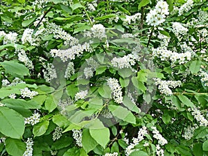 Common bird cherry Prunus padus. Bird cherry fruit was used by the stone age man, as evidenced by the results of archaeological photo