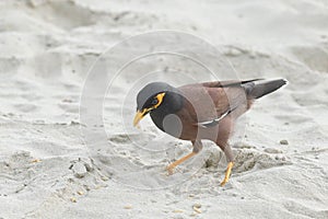A common bird, Mynas, looking for his small insect and fruit on the beautiful tropical white beach