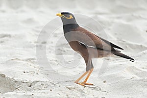 A common bird, Mynas, standing on the beautiful tropical white beach in Asia