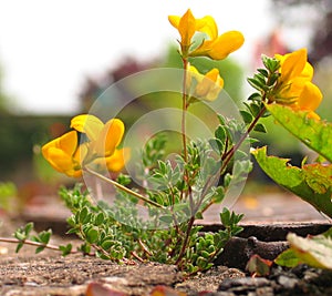 Common Bird's-foot-trefoil