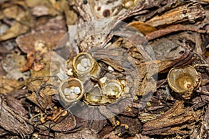 Common Bird`s Nest Fungi - Crucibulum laeve