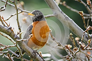 Common Birds of Colorado - Adult American Robin