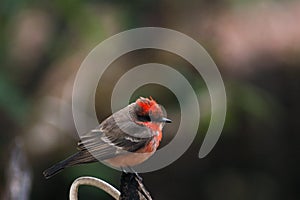 Common birds in Latin America that are amazingly colored