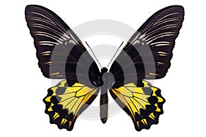 Common Birdwing Butterfly