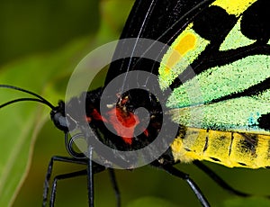 Common Birdwing Butterfly