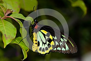 Common Birdwing Butterfly photo