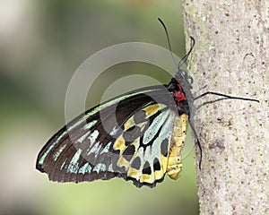 Common Birdwing (Troides helena) butterfly on a branch photo