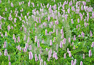 Common Bistort (Bistorta officinalis)