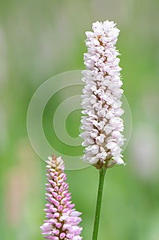 Common bistort Bistorta officinalis, pink flower close-up