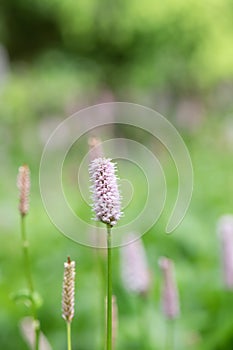 Common bistort Bistorta officinalis, pink flower in green