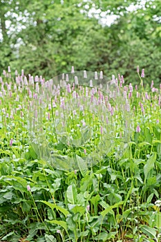 Common bistort Bistorta officinalis, pink flowering plant