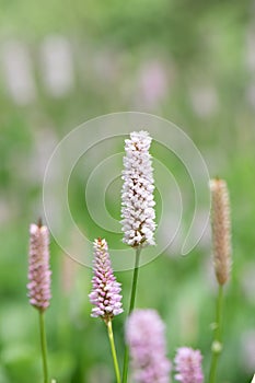 Common bistort Bistorta officinalis, pink flowers