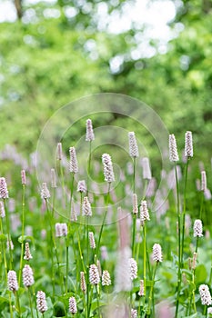 Common bistort Bistorta officinalis, pink flowers in garden