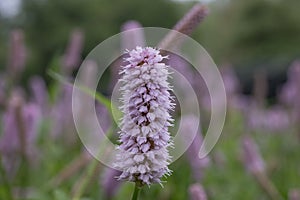 Common bistort Bistorta officinalis Superba, rose-pink flowers in close-up