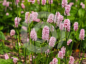 Common bistort flowering in a garden