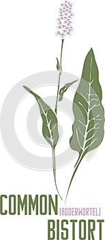 Common Bistort flowers and leaf in color drawing vector illustration